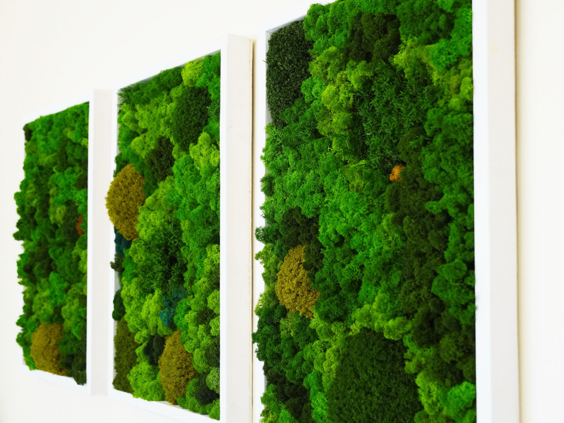 Moss Wall Decor & Vertical Garden Systems India | SPATIAL